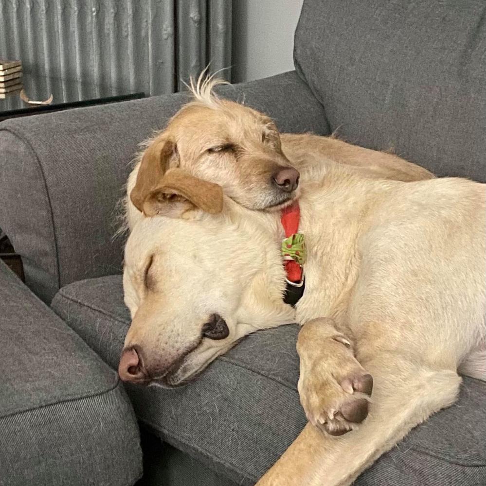 Meet your Posher, Teresa